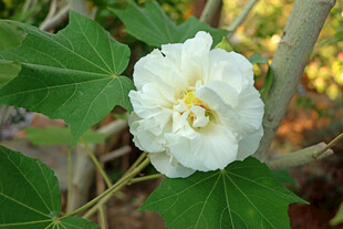 白色木芙蓉花