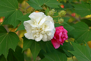 白色木芙蓉花