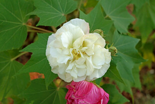 白色木芙蓉花