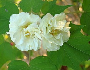 白色木芙蓉花