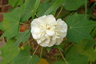 白色木芙蓉花