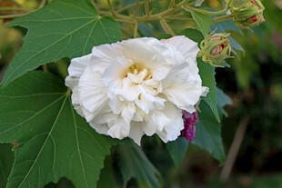 白色木芙蓉花