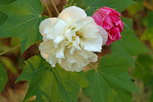 白色木芙蓉花