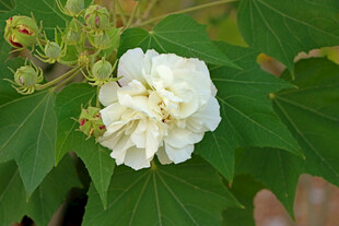 白色木芙蓉花