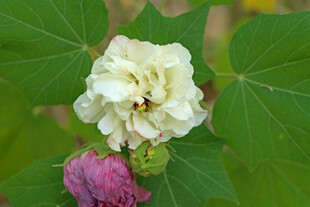 白色木芙蓉花