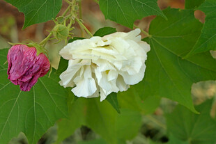 白色木芙蓉花