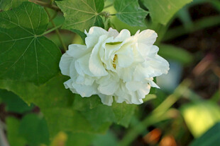白色木芙蓉花