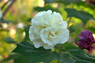 白色木芙蓉花