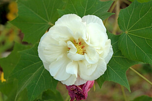 白色木芙蓉花