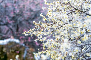 冬季盛开的被冰凌覆盖的梅花