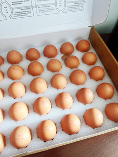 鸡蛋 