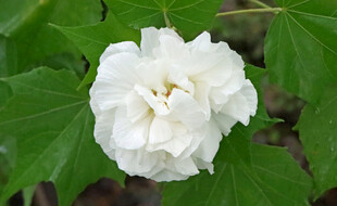 白色木芙蓉花