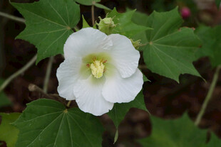 白色木芙蓉花