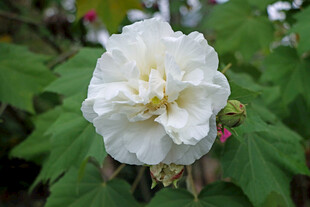 白色木芙蓉花