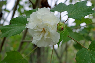 白色木芙蓉花