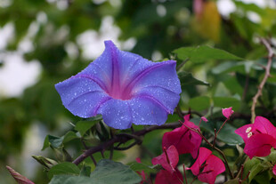 牵牛花