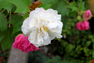 白色木芙蓉花