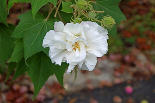 白色木芙蓉花