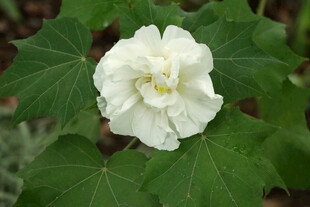 白色木芙蓉花
