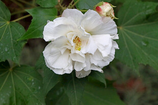 白色木芙蓉花