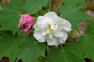 白色木芙蓉花