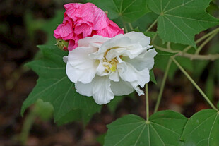 白色木芙蓉花