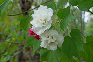 白色木芙蓉花