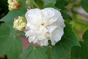 白色木芙蓉花