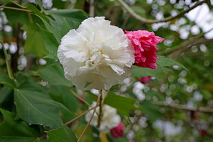 白色木芙蓉花