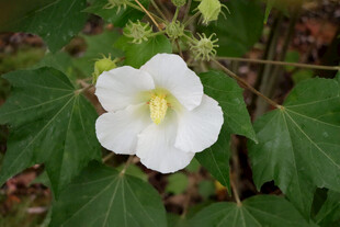 白色木芙蓉花