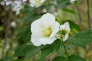 白色木芙蓉花