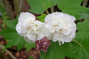白色木芙蓉花