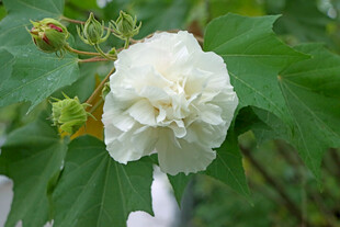 白色木芙蓉花