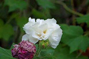 白色木芙蓉花
