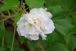 白色木芙蓉花