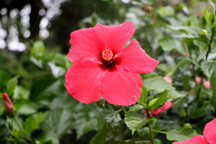 扶桑花