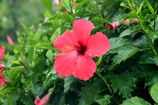 扶桑花