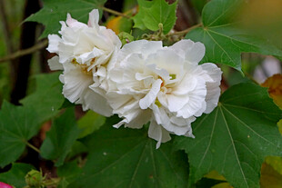 白色木芙蓉花