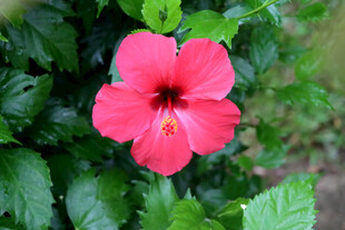 扶桑花