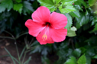 扶桑花