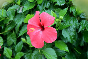 扶桑花