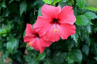 扶桑花