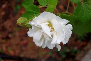 白色木芙蓉花