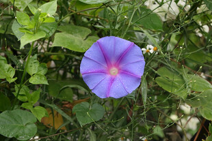 牵牛花