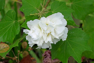 白色木芙蓉花