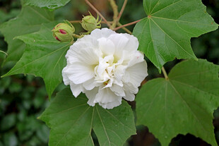 白色木芙蓉花