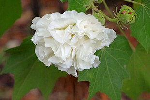 白色木芙蓉花