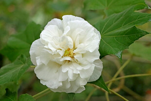 白色木芙蓉花