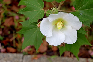 白色木芙蓉花