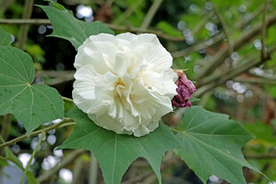 白色木芙蓉花
